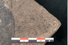 Foto (Detailansicht) von Ficus tenuinervis Ettingshausen (NHMW-GEO-2024-0188-7984)